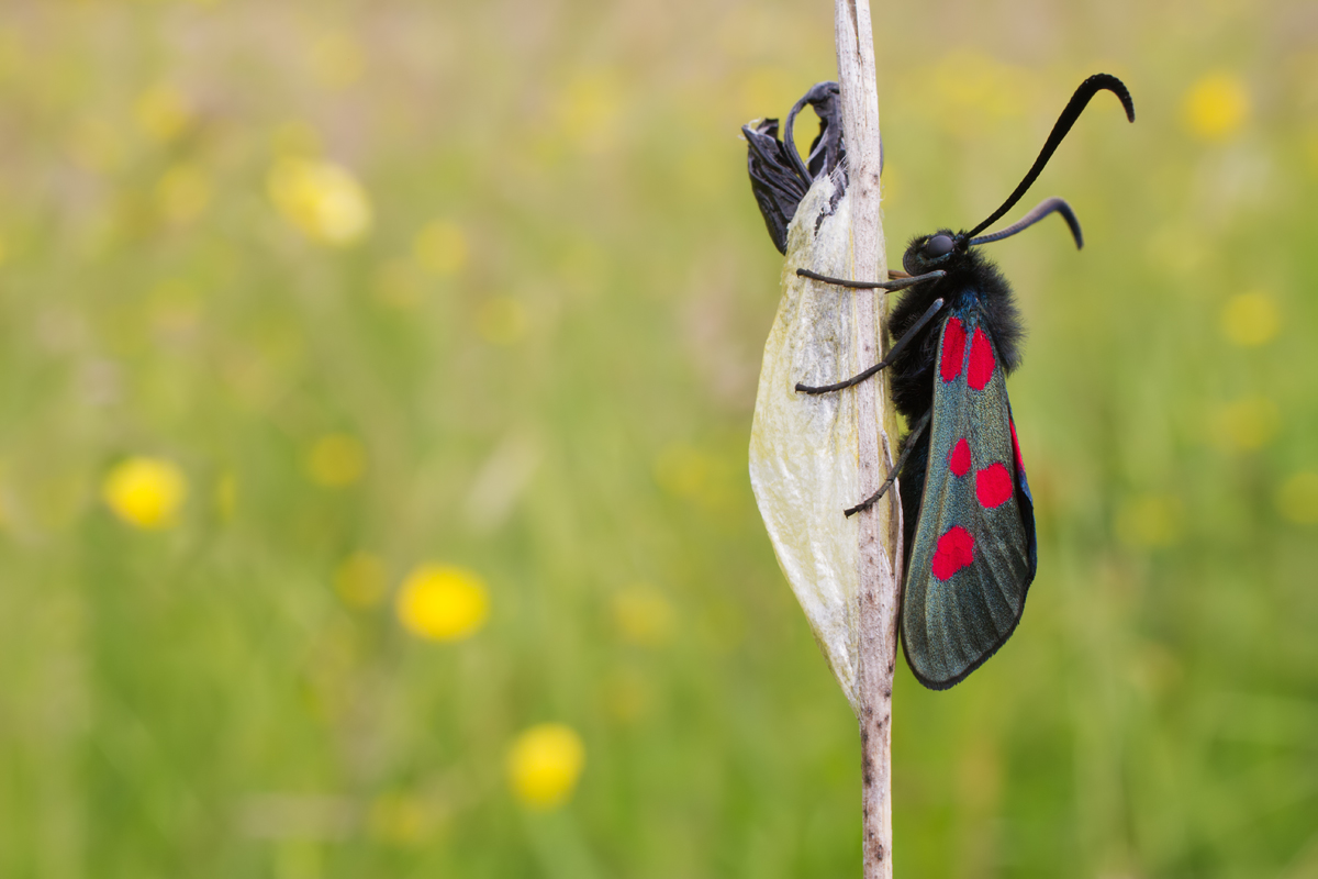 Five-Spot Burnet Moth and Cocoon 2